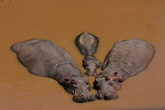 Synchroneous swimming hippopotamuses