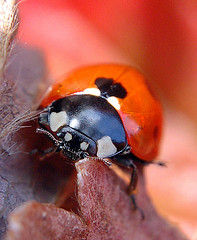 Ladybug with warm background